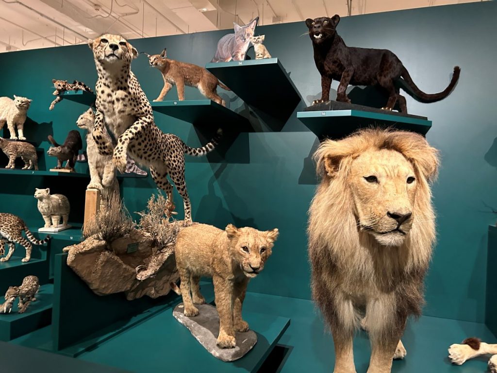 exhibition of cats